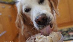 7.DogNews.Ice-Cream-Dog.jul2018-use